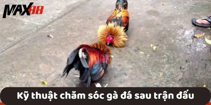 Kỹ thuật chăm sóc gà đá sau trận đấu