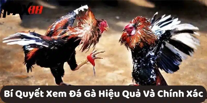 Bí Quyết Xem Đá Gà Hiệu Quả Và Chính Xác