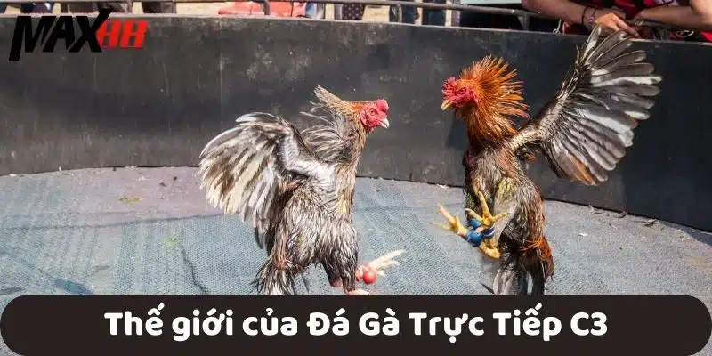 Thế giới của Đá Gà Trực Tiếp C3