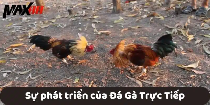 Sự phát triển của Đá Gà Trực Tiếp