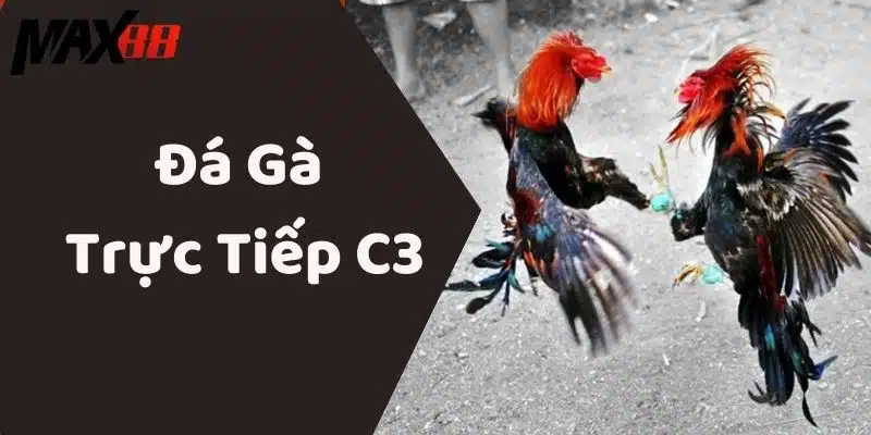 Đá Gà Trực Tiếp C3 Tại MAX88 Mãn Nhãn Cực Kỳ Hấp Dẫn